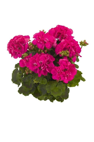 Mimoza Bitki Market İç Mekan Bitkileri