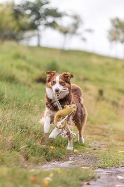 petbutik35 Köpek Oyuncakları