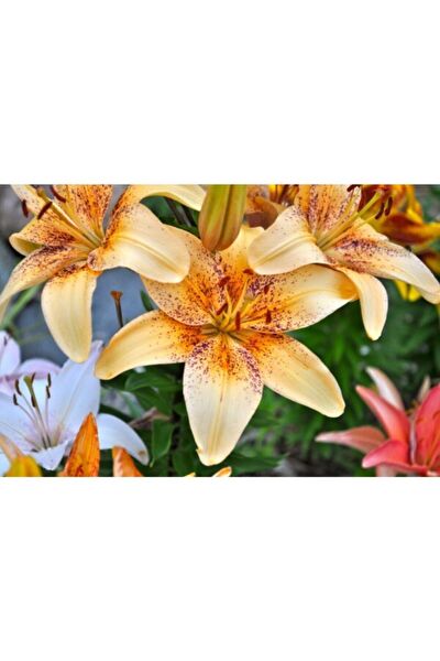 GARDENYA TOHUMCULUK Tohum