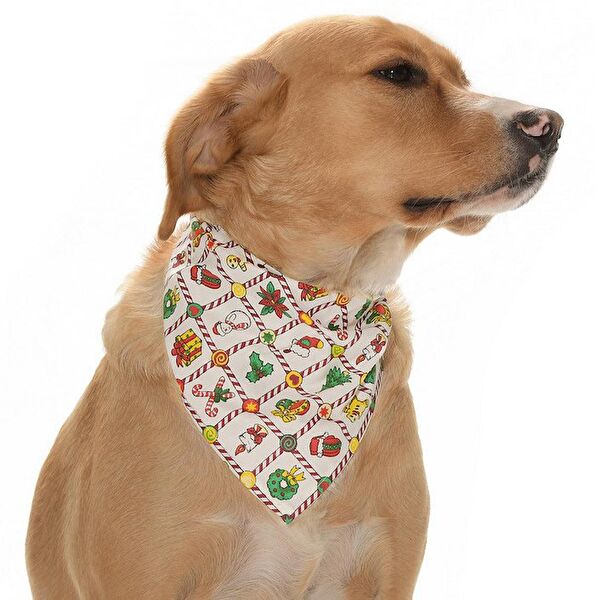 Petza Köpek Tasmaları