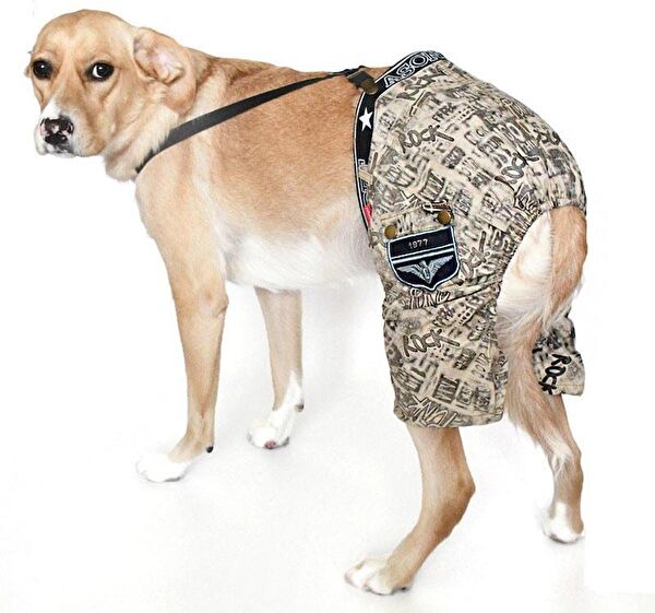 Petza Köpek Elbisesi
