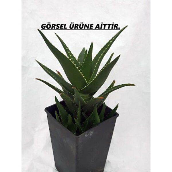 Fidan Peyzaj İç Mekan Bitkileri