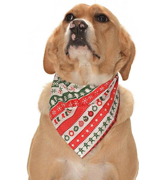 Petza Köpek Tasmaları