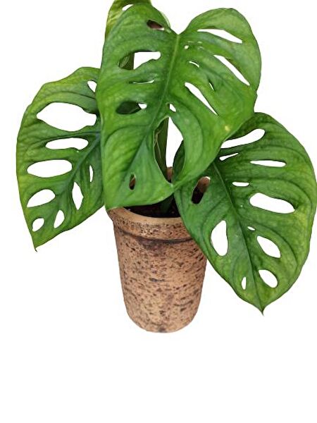 ArmenBotanik İç Mekan Bitkileri