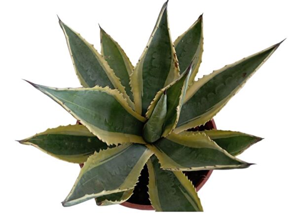 ArmenBotanik İç Mekan Bitkileri