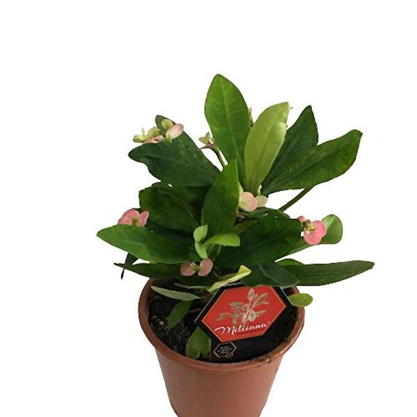 ArmenBotanik İç Mekan Bitkileri