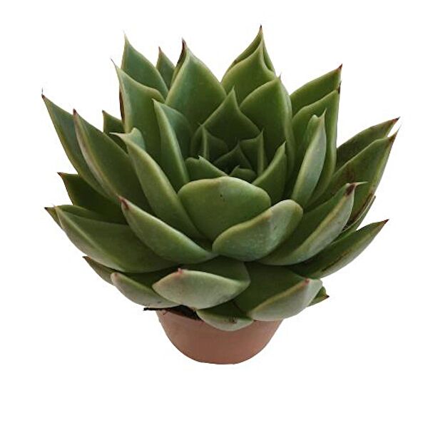 ArmenBotanik İç Mekan Bitkileri