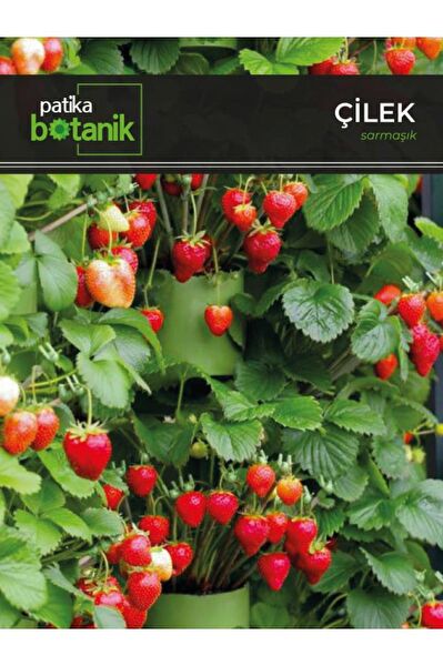 Patika Botanik Tohum