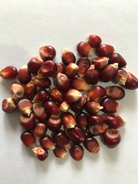 Karahasanoğlu Tarım Tohum