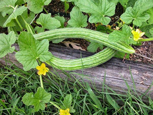 Karahasanoğlu Tarım Tohum