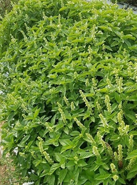 Karahasanoğlu Tarım Tohum