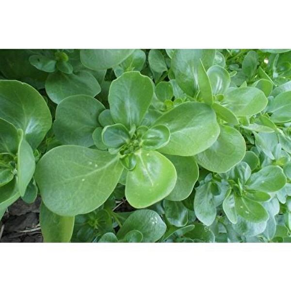 Karahasanoğlu Tarım Tohum