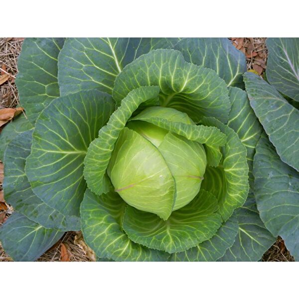 Karahasanoğlu Tarım Tohum