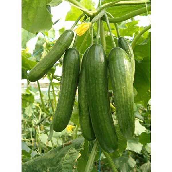 Karahasanoğlu Tarım Tohum