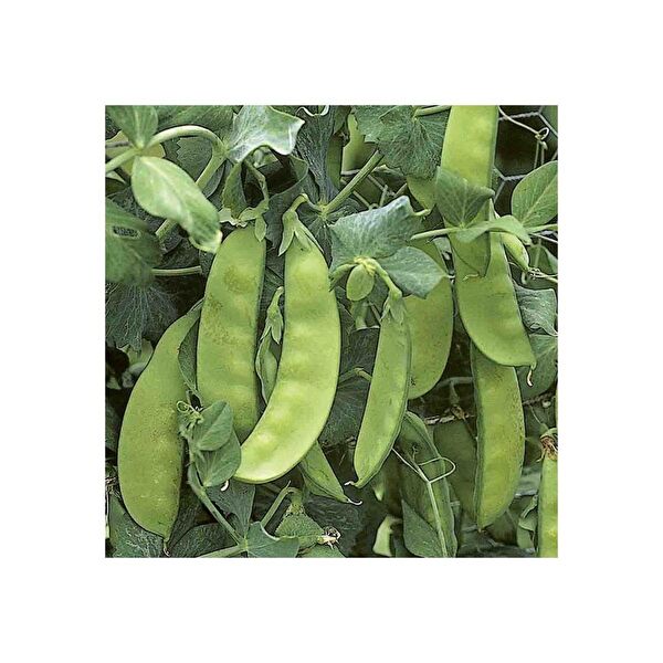 Karahasanoğlu Tarım Tohum