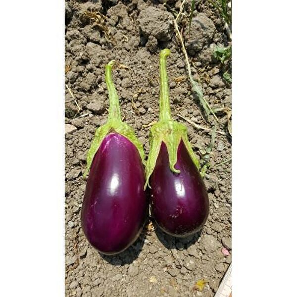 Karahasanoğlu Tarım Tohum