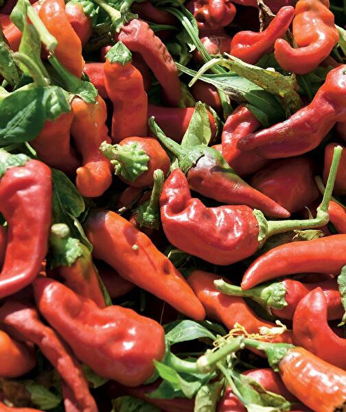 Karahasanoğlu Tarım Tohum