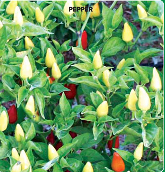 Karahasanoğlu Tarım Tohum