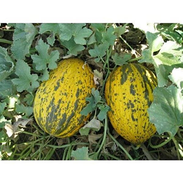 Karahasanoğlu Tarım Tohum