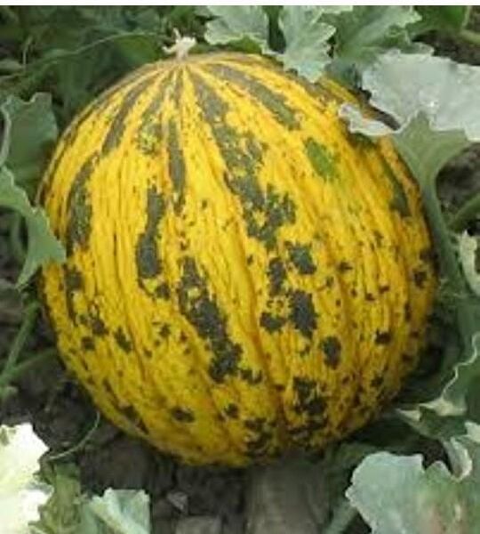 Karahasanoğlu Tarım Tohum