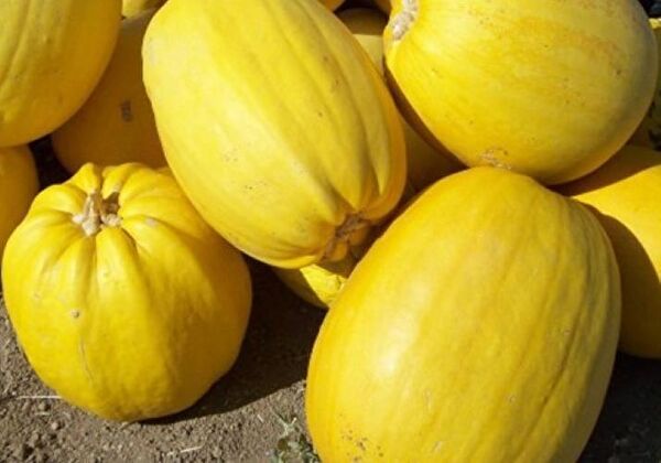 Karahasanoğlu Tarım Tohum