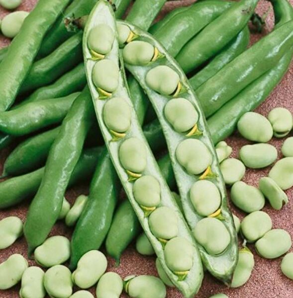 Karahasanoğlu Tarım Tohum