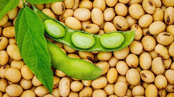 Karahasanoğlu Tarım Tohum