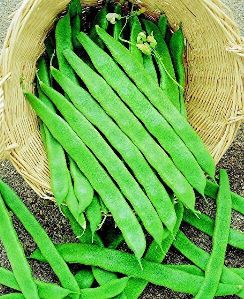 Karahasanoğlu Tarım Tohum