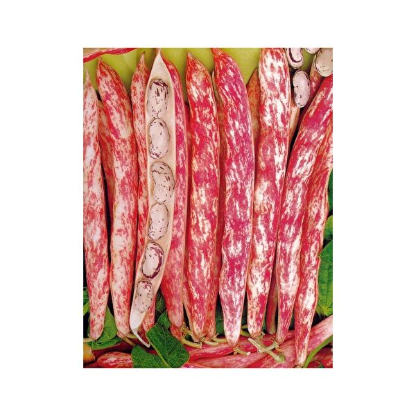 Karahasanoğlu Tarım Tohum