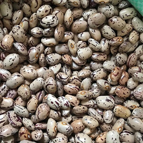 Karahasanoğlu Tarım Tohum