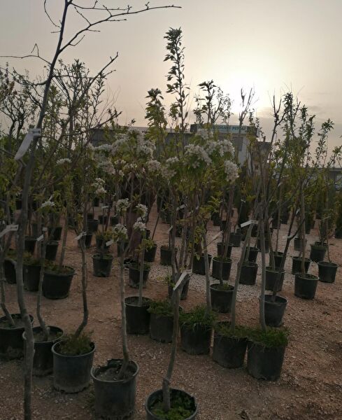 Bahçe Marketi Fidan