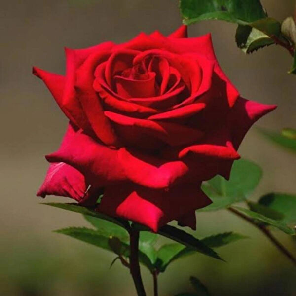 HİLAL TARIM ÇİFTLİĞİ Fidan