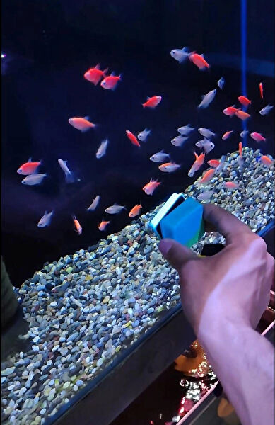 BİRR 3D Akvaryum Bakımı