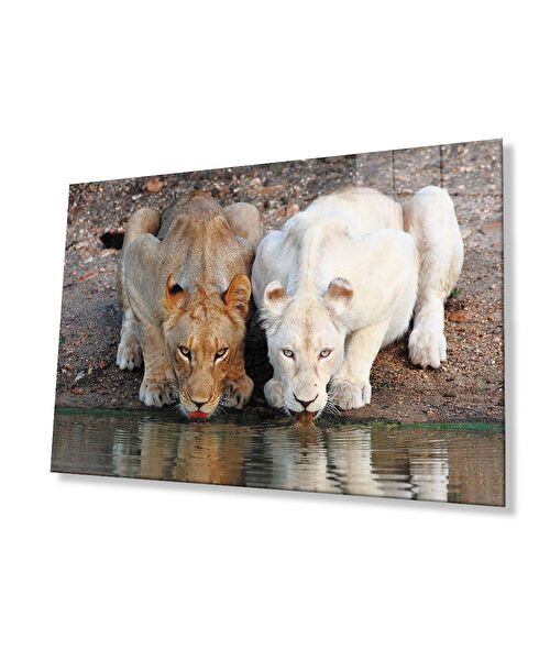 bayçağrı Cam Tablo