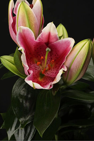 Bloom Elegante Paris İç Mekan Bitkileri