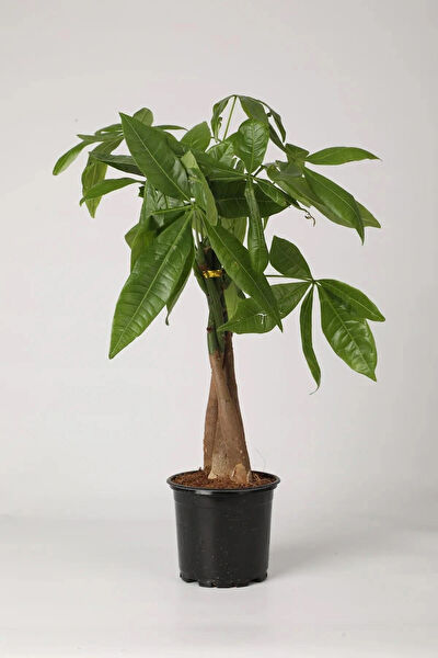 Bloom Elegante Paris İç Mekan Bitkileri