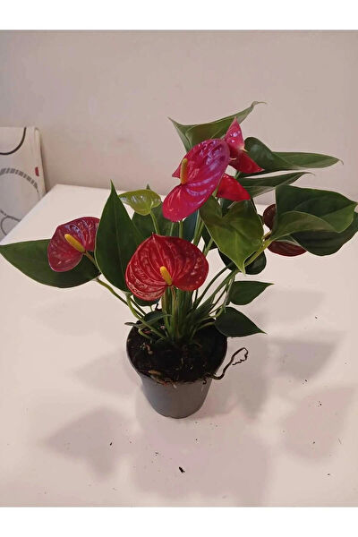 Bloom Elegante Paris İç Mekan Bitkileri