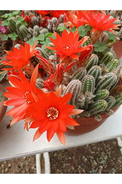 Bloom Elegante Paris Kaktüs