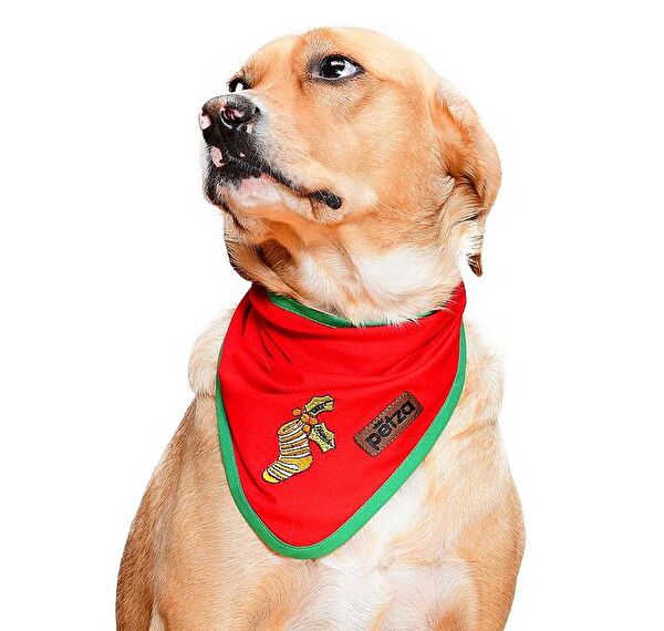 Petza Köpek Tasmaları