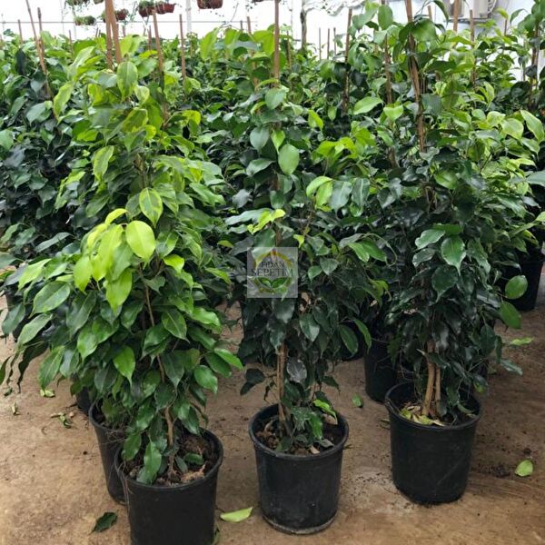 Fidan Sepetim Teraryum, Teraryum Aksesuarları