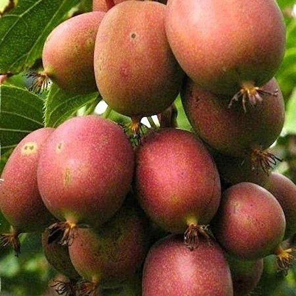 Berke Fidancılık Fidan