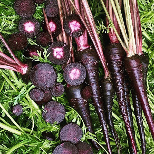 Berke Fidancılık Tohum