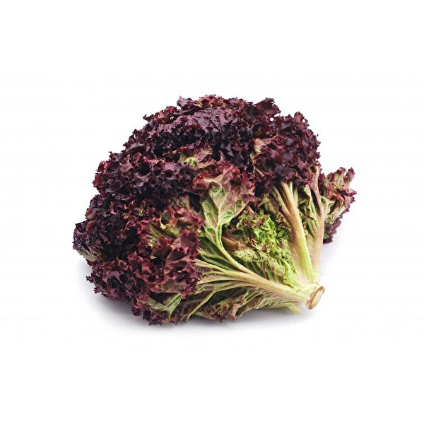 Berke Fidancılık Tohum