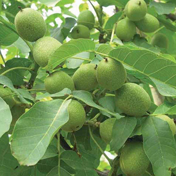 Berke Fidancılık Fidan