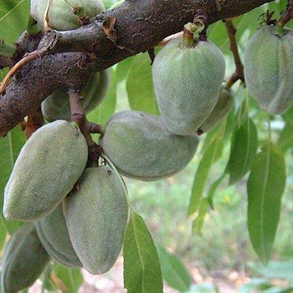 Berke Fidancılık Fidan