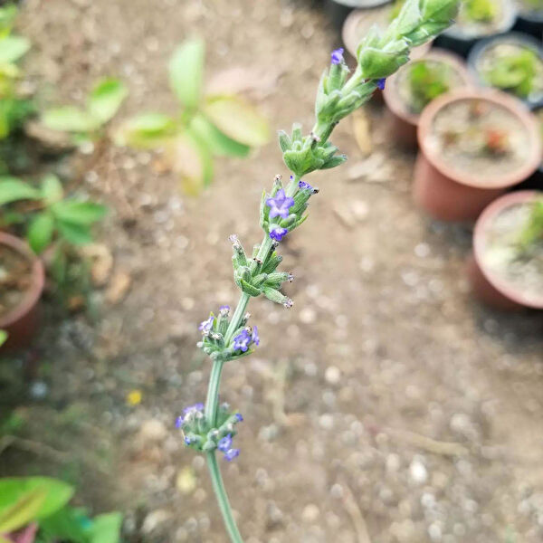 Berke Fidancılık İç Mekan Bitkileri