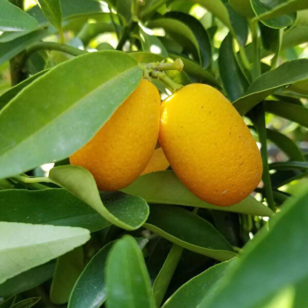 Berke Fidancılık Fidan