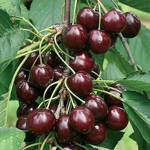 Berke Fidancılık Fidan