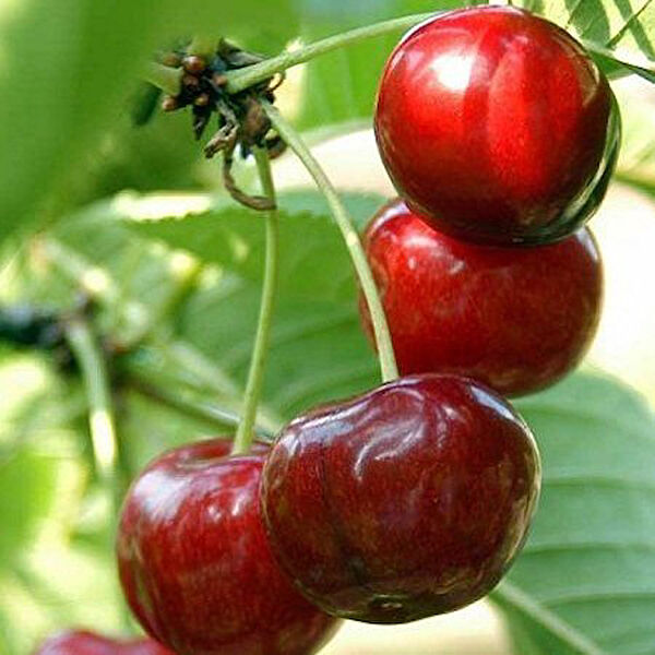 Berke Fidancılık Fidan