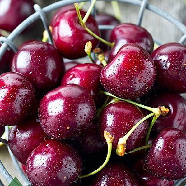 Berke Fidancılık Fidan